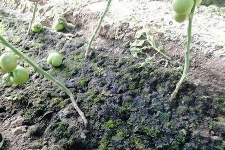 黄瓜缺少氮肥或氮肥过量的表现是什么？