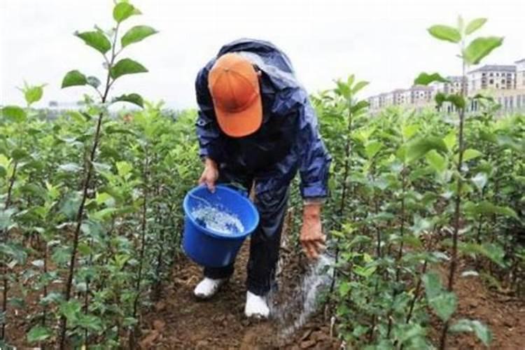 柑橘挂果用什么钙肥比较好？