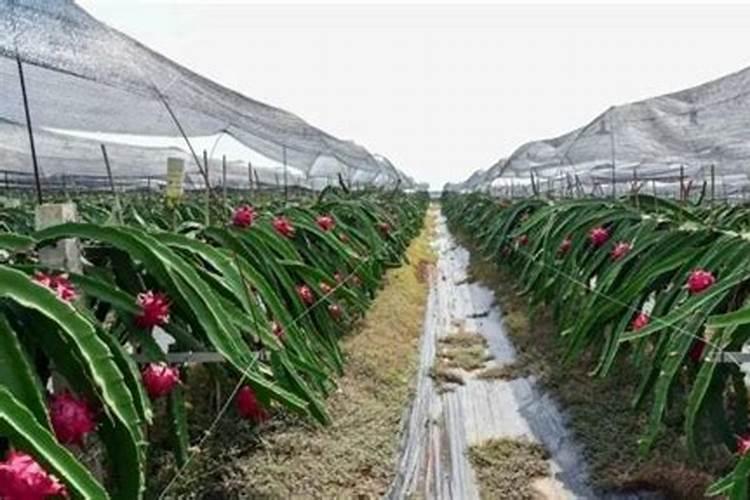 种植一亩红肉火龙果预产值有多少斤？一年有多少次开花种结果？