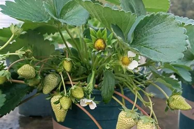 草莓在开花的时候施什么肥料