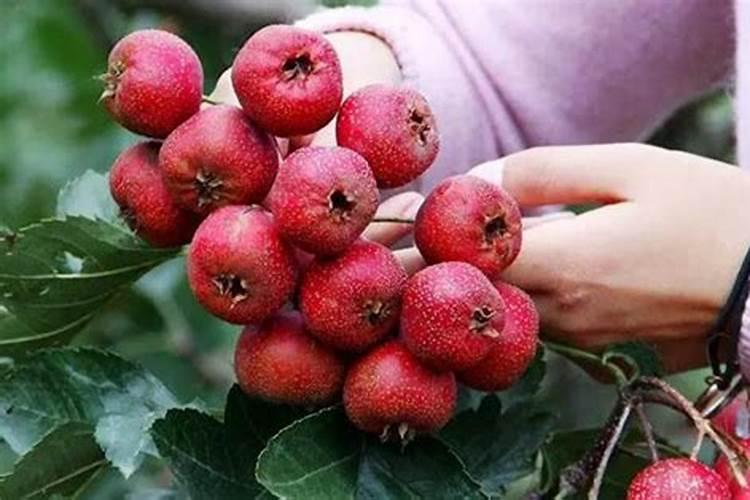 山楂树用什么肥料最好