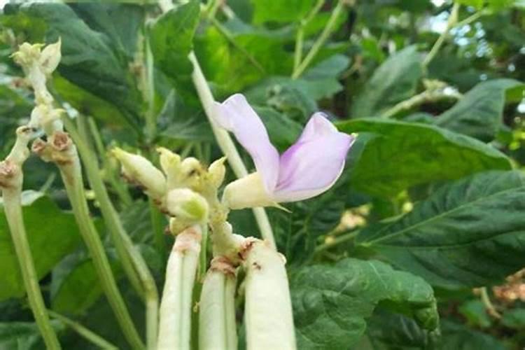 豆角开花期打什么叶面肥 豆角花期可以喷施叶面肥吗