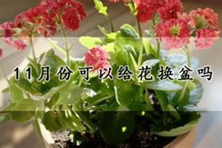 月季施肥方法和注意事项 月季花怎么施肥