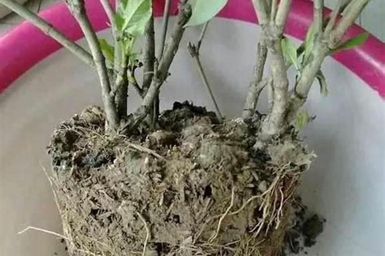 丽格海棠花的养殖方法 丽格海棠花怎么浇水