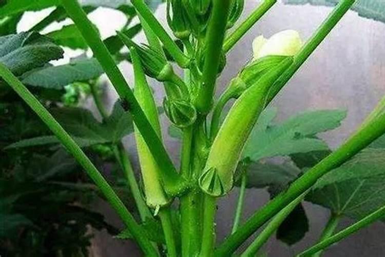 秋葵在什么时候施肥 秋葵移植后施什么肥好