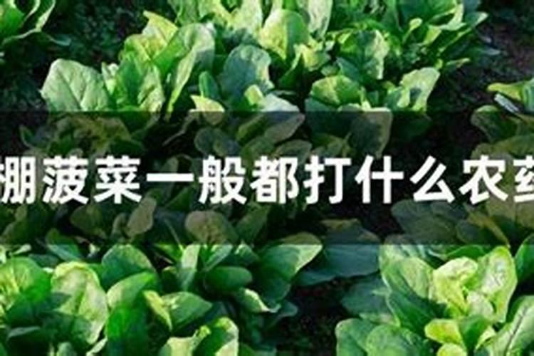 菠菜快速催芽方法