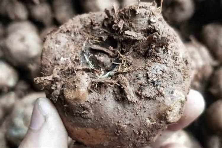 魔芋种植要用什么肥料不会烂