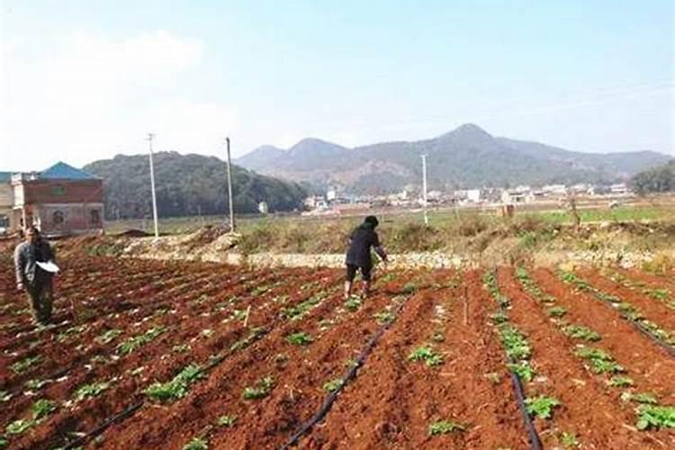 烟草种植需要什么肥料