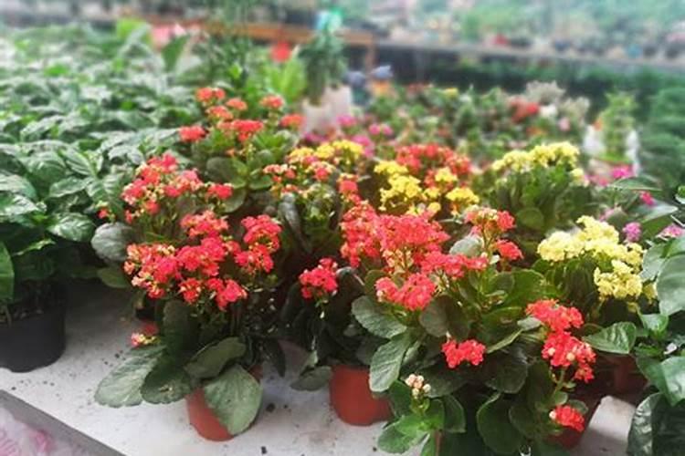 长寿花需要什么肥料