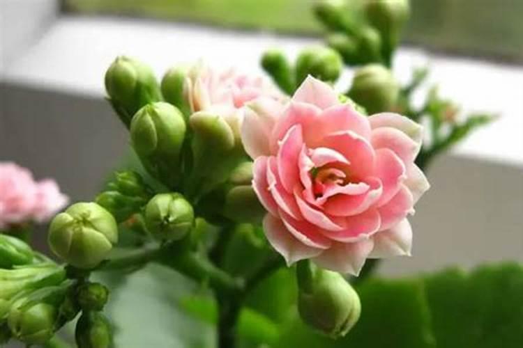 长寿花花谢了施什么肥更好(长寿花用什么肥料爱开花)
