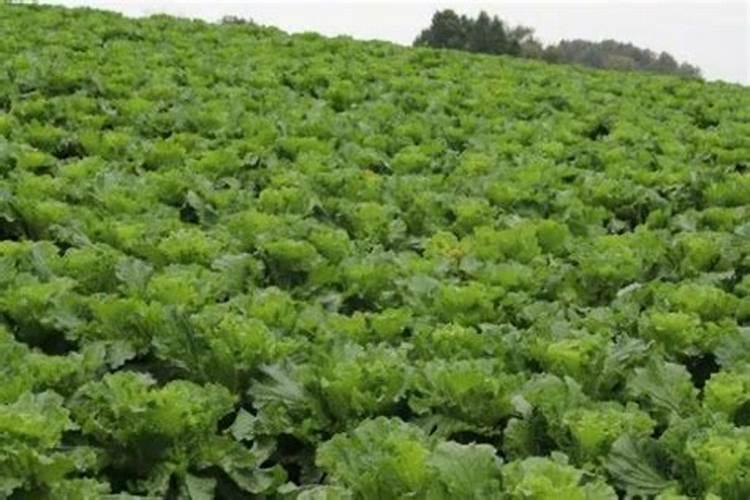 微量元素肥料有哪些？微肥品种及施用技术要点