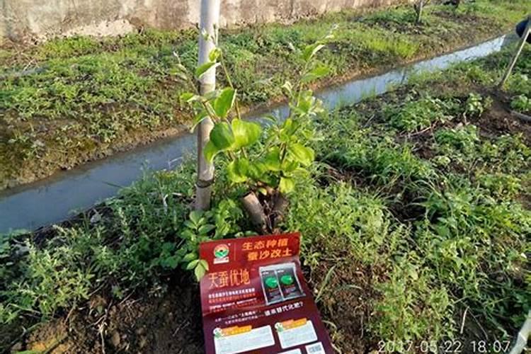 大青枣每次施肥量多少才能获得高产？