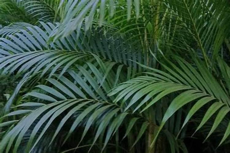 散尾竹施什么肥料才能使其长的快。