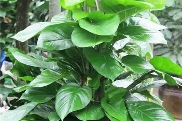 无花果枝条泡水里多久生根？