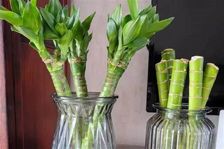 茉莉花要加什么肥