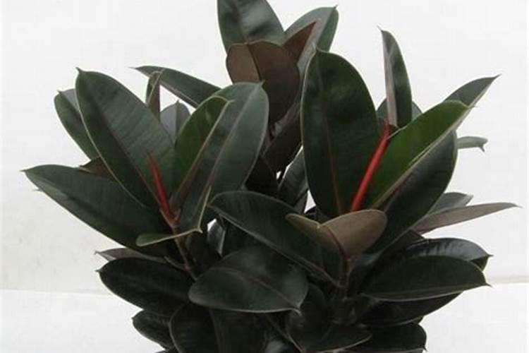 植物施肥浓度(植物施肥浓度多少合适)