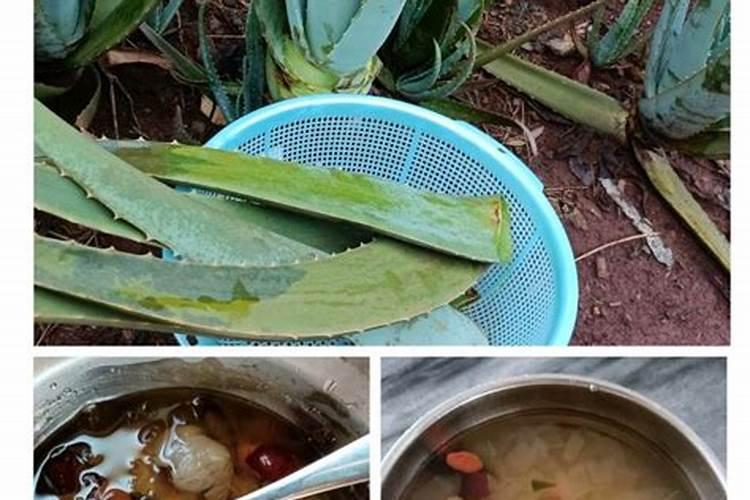 芦荟植物怎么养肥料(芦荟植物怎么养肥料？揭秘芦荟养护与施肥技巧...