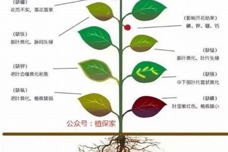 兰花什么时候施肥最好,兰花施肥用什么肥最好(氮磷钾肥)