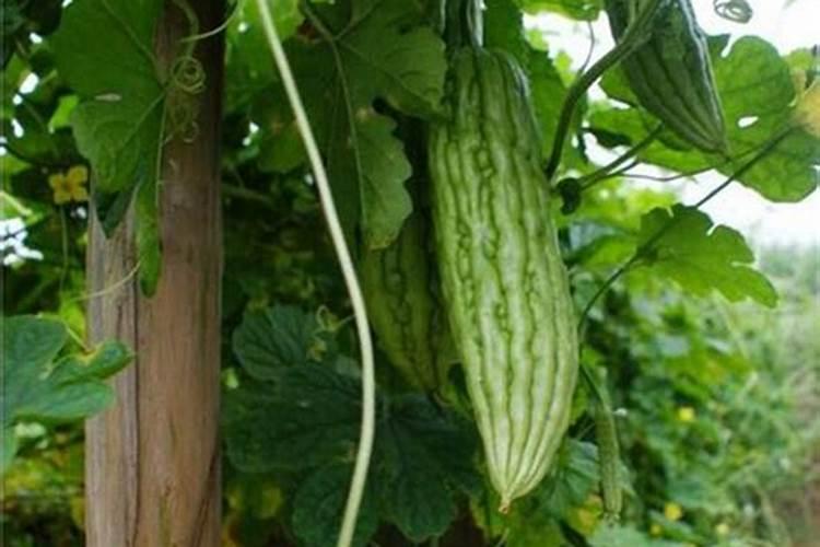 四季桂花用什么肥料
