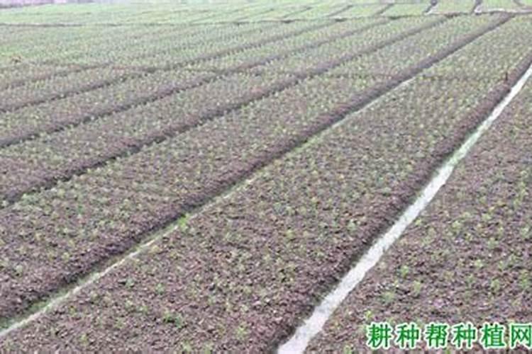 矿源黄腐酸钾为什么要单独使用呢 附使用方法