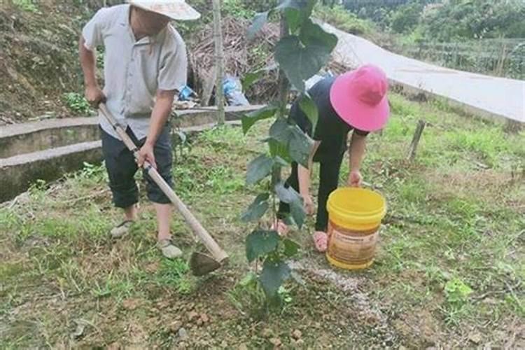 罗汉果什么时候修剪