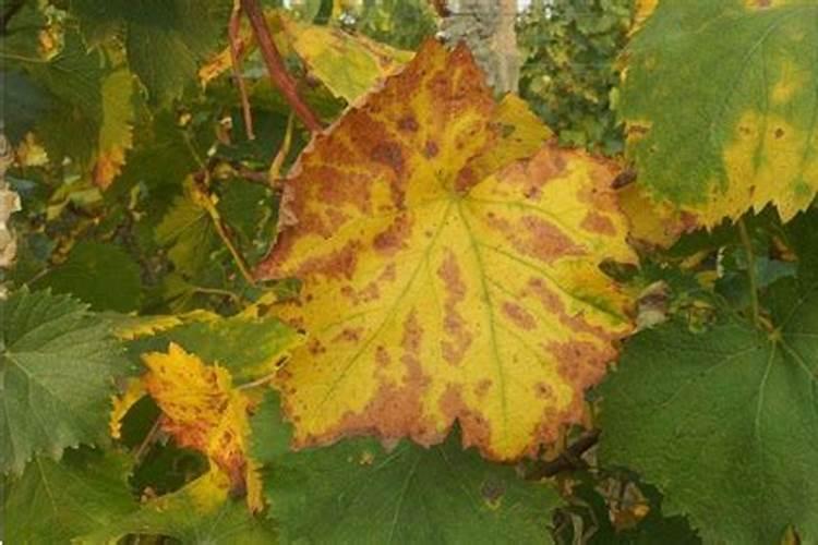 葡萄叶子为什么都变成黄色