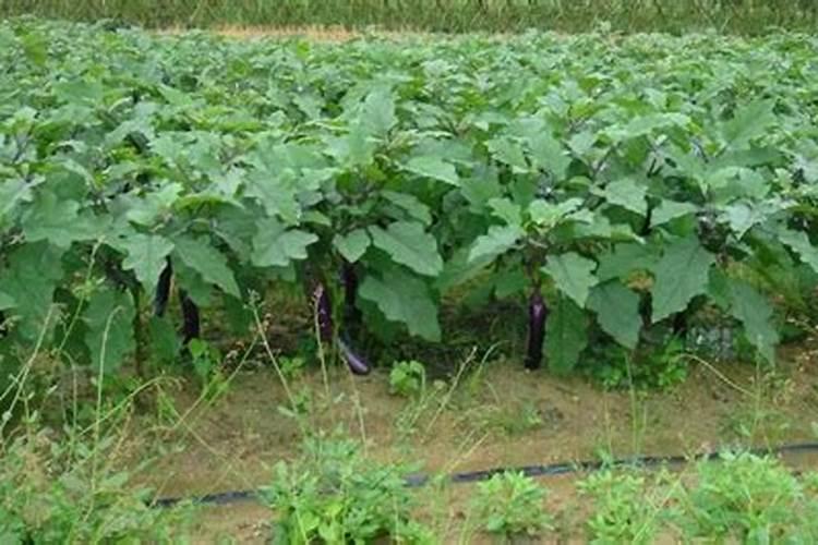 茄子最忌施什么肥料