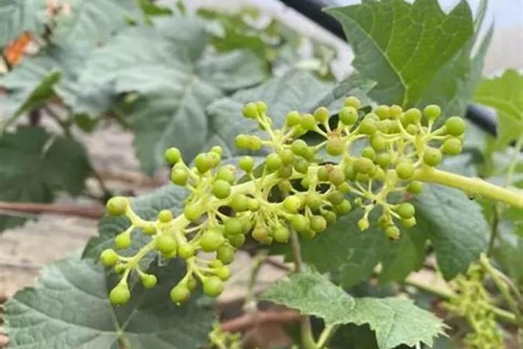 葡萄树用什么肥料能实现最好的生长状态