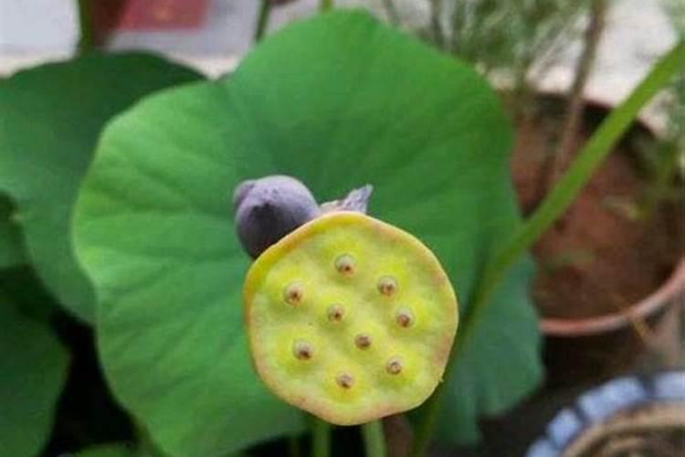 碗莲可以放在鱼缸里吗？