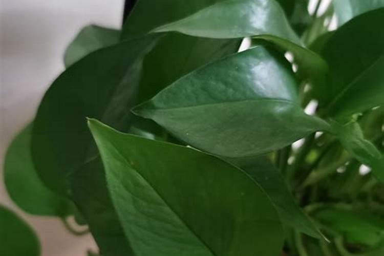 绿萝用什么叶面肥好 绿萝施哪种肥料