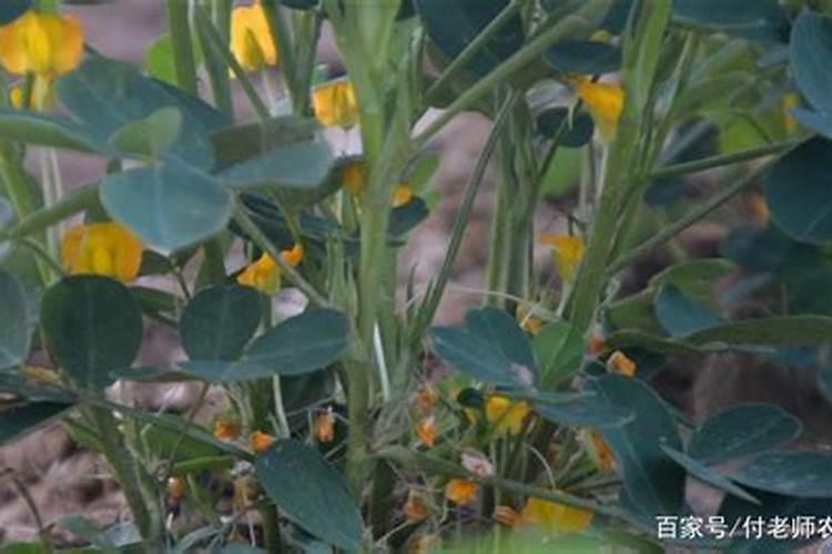 花生喷施硼肥的最佳时间,下针期要施什么肥
