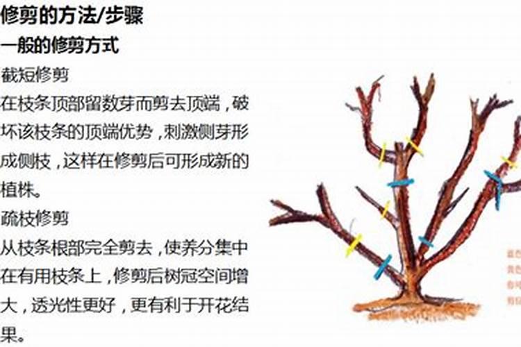 中国最好的果树叶面肥有哪些？