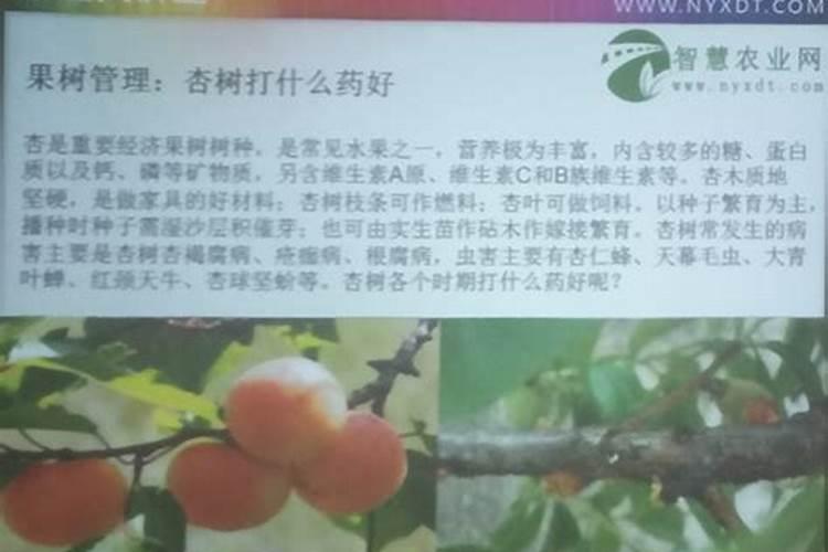 柑橘采收后喷什么叶面肥好？