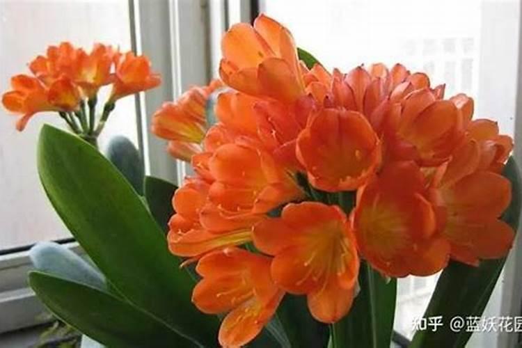 磷酸二氢钾怎么用来浇花？