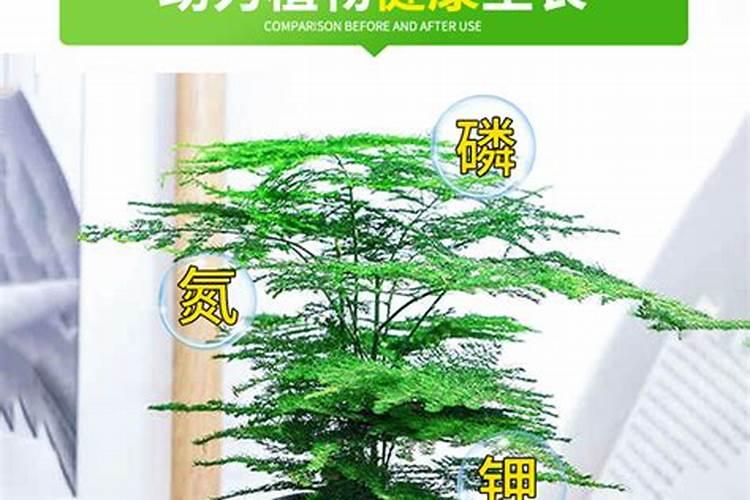 云竹的养殖注意哪些地方？