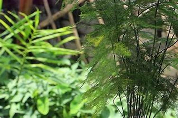 唐山云竹的养殖方法