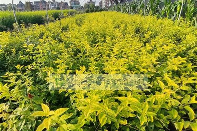 树苗的种植与管理方法？