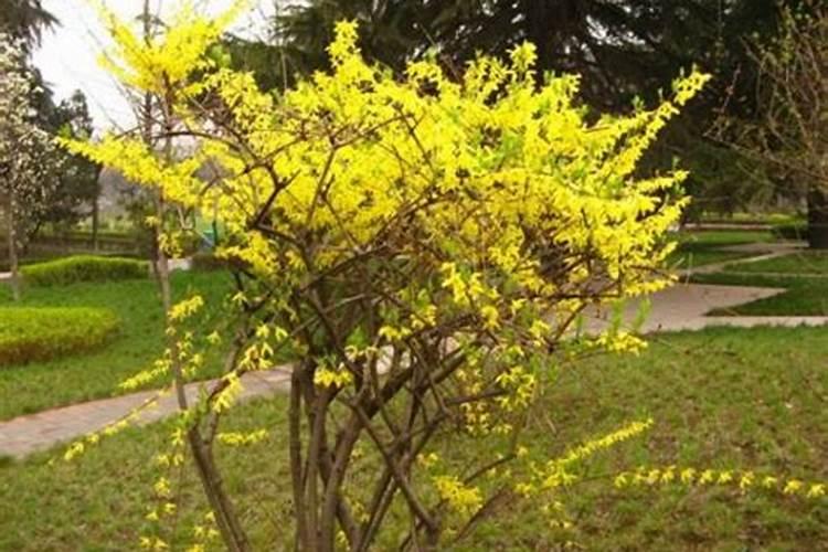 连翘种子怎样种植？连翘的种植方法