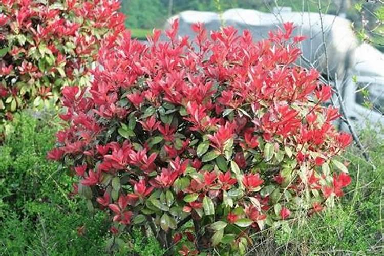 红叶石楠扦插苗,茎尖芽多饱满,为何不抽枝长叶呢？请大神支招