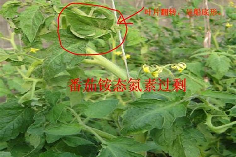 如何给番茄喷叶面肥？钾肥？