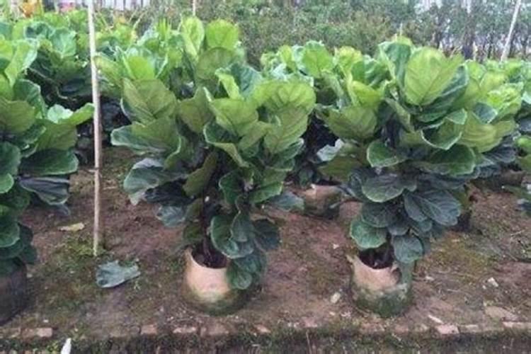 黄皮树怎样促花保果？