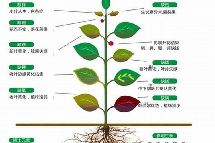 磷肥 是什么提炼的
