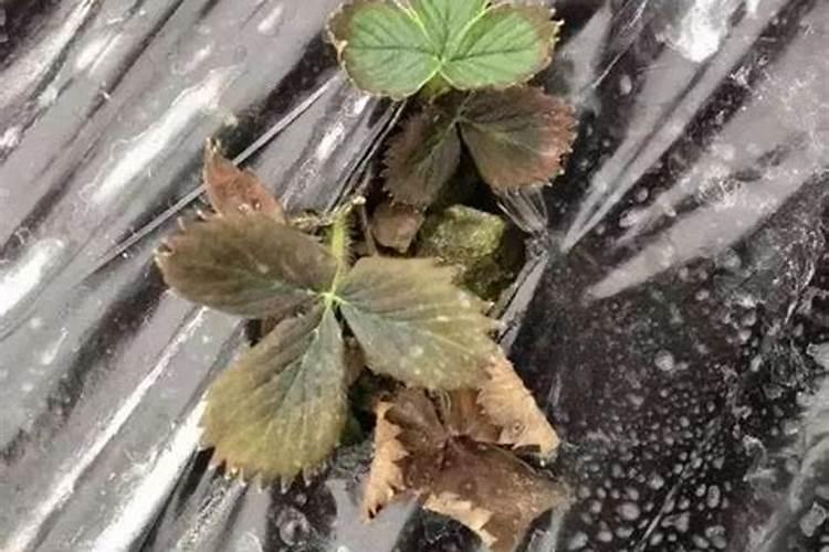 草莓要施什么肥料