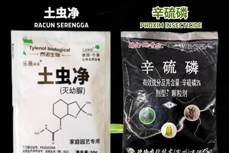 灯笼花长腻虫怎么办