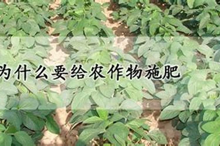 果树钙肥补多了会中毒吗