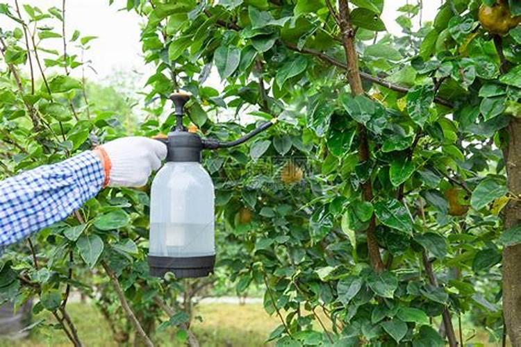 苹果树补钙的叶面肥有哪些苹果树叶面肥一年喷几次都喷什么肥