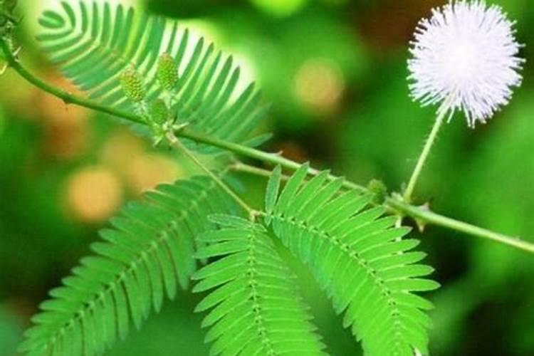 含羞草怎么浇水 开花图片