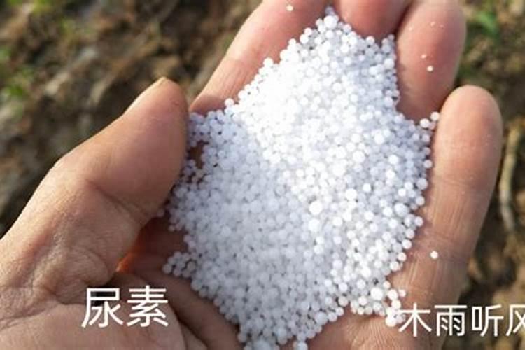 叶面肥打多久不怕下雨