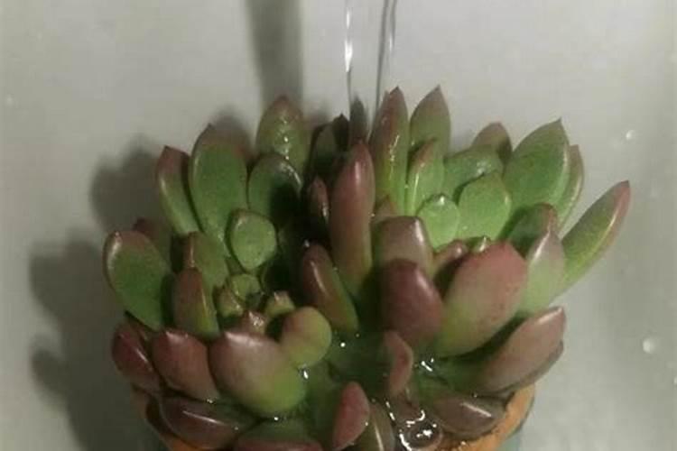 养多肉植物的注意事项
