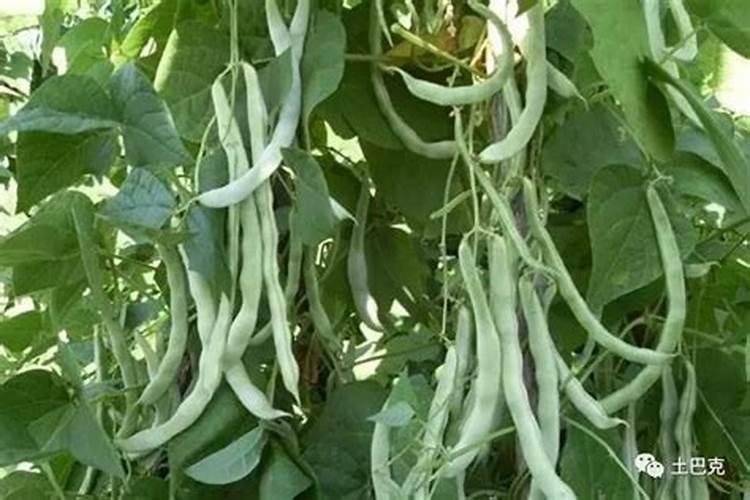 芸豆什么时候施肥